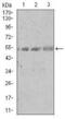 Spi-B Transcription Factor antibody, MA5-17179, Invitrogen Antibodies, Western Blot image 