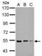 Kelch Repeat And BTB Domain Containing 4 antibody, PA5-28500, Invitrogen Antibodies, Western Blot image 