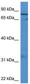 G Elongation Factor Mitochondrial 2 antibody, TA342981, Origene, Western Blot image 