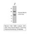 Notch Receptor 2 antibody, STJ90068, St John