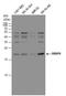 RB Binding Protein 9, Serine Hydrolase antibody, GTX115469, GeneTex, Western Blot image 