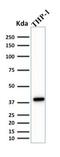 Transcription factor PU.1 antibody, NBP2-75766, Novus Biologicals, Western Blot image 