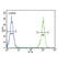 Lactotransferrin antibody, abx034070, Abbexa, Western Blot image 