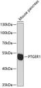 Prostaglandin E Receptor 1 antibody, 14-359, ProSci, Western Blot image 