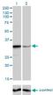 Zinc Finger Protein 346 antibody, H00023567-M01, Novus Biologicals, Western Blot image 