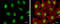 Tet Methylcytosine Dioxygenase 2 antibody, GTX124204, GeneTex, Immunocytochemistry image 