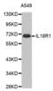 Interleukin 18 Receptor 1 antibody, abx002063, Abbexa, Western Blot image 