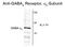 Gamma-Aminobutyric Acid Type A Receptor Alpha6 Subunit antibody, GTX82685, GeneTex, Western Blot image 