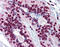 CAMP Responsive Element Binding Protein 1 antibody, 51-902, ProSci, Immunohistochemistry paraffin image 