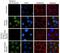 SMAD Family Member 3 antibody, 702292, Invitrogen Antibodies, Immunofluorescence image 