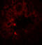 SRY-Box 4 antibody, 8123, ProSci, Immunofluorescence image 