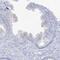 Androglobin antibody, PA5-57618, Invitrogen Antibodies, Immunohistochemistry frozen image 