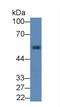 Alpha-1-antitrypsin antibody, LS-C292733, Lifespan Biosciences, Western Blot image 