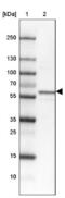 Syntaxin-binding protein 4 antibody, NBP1-92471, Novus Biologicals, Western Blot image 