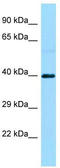 S1P3 antibody, TA331224, Origene, Western Blot image 