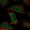Arginyltransferase 1 antibody, NBP1-85872, Novus Biologicals, Immunofluorescence image 