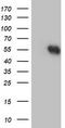 RuvB Like AAA ATPase 2 antibody, TA504281, Origene, Western Blot image 