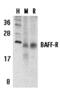 TNF Receptor Superfamily Member 13C antibody, MBS151185, MyBioSource, Western Blot image 