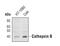 Cathepsin B antibody, PA5-17007, Invitrogen Antibodies, Western Blot image 