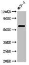 Nuclear Receptor Subfamily 1 Group D Member 2 antibody, orb53451, Biorbyt, Western Blot image 