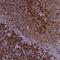 MARCKS Like 1 antibody, NBP2-38160, Novus Biologicals, Immunohistochemistry frozen image 