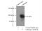 Calmegin antibody, 12629-1-AP, Proteintech Group, Immunoprecipitation image 