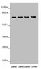 Syntaxin Binding Protein 2 antibody, LS-C676559, Lifespan Biosciences, Western Blot image 