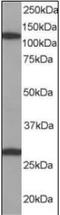 Importin 7 antibody, orb88268, Biorbyt, Western Blot image 