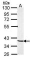 Protein Kinase CAMP-Activated Catalytic Subunit Gamma antibody, GTX104895, GeneTex, Western Blot image 