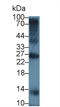 Triggering Receptor Expressed On Myeloid Cells 1 antibody, LS-C314433, Lifespan Biosciences, Western Blot image 