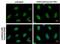 Replication Protein A2 antibody, MA1-23284, Invitrogen Antibodies, Immunofluorescence image 