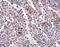 Synaptophysin Like 2 antibody, NBP1-77362, Novus Biologicals, Immunohistochemistry frozen image 