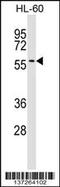 Interferon Related Developmental Regulator 2 antibody, 59-074, ProSci, Western Blot image 