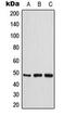 Creatine Kinase, Mitochondrial 2 antibody, orb216060, Biorbyt, Western Blot image 