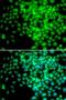 RNA Polymerase II Subunit F antibody, LS-C346051, Lifespan Biosciences, Immunofluorescence image 