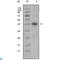 Apolipoprotein L1 antibody, LS-C812392, Lifespan Biosciences, Western Blot image 