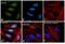 SMAD2 antibody, PA5-13083, Invitrogen Antibodies, Immunofluorescence image 