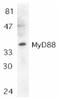 MYD88 Innate Immune Signal Transduction Adaptor antibody, LS-C309, Lifespan Biosciences, Western Blot image 