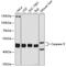 Caspase 9 antibody, 23-004, ProSci, Western Blot image 