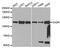 Calcium/Calmodulin Dependent Serine Protein Kinase antibody, MBS129429, MyBioSource, Western Blot image 