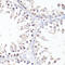 c-Myc antibody, A00026T58, Boster Biological Technology, Immunohistochemistry frozen image 