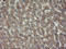 Chimerin 1 antibody, LS-C173959, Lifespan Biosciences, Immunohistochemistry frozen image 