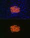 Insulin Like Growth Factor Binding Protein 7 antibody, GTX03198, GeneTex, Immunohistochemistry paraffin image 