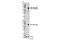 Nuclear Respiratory Factor 1 antibody, 12381S, Cell Signaling Technology, Western Blot image 