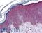 Coronin 1C antibody, LS-B6220, Lifespan Biosciences, Immunohistochemistry frozen image 