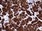 Amylase Alpha 2A (Pancreatic) antibody, NBP2-46518, Novus Biologicals, Immunohistochemistry frozen image 