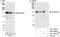 Symplekin antibody, A301-465A, Bethyl Labs, Western Blot image 