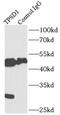 Tryptase Delta 1 antibody, FNab08905, FineTest, Immunoprecipitation image 