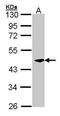 Creatine Kinase, Mitochondrial 2 antibody, PA5-28591, Invitrogen Antibodies, Western Blot image 