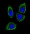 Matrix Metallopeptidase 12 antibody, LS-C100442, Lifespan Biosciences, Immunofluorescence image 